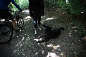 ruhiger Hund neben Fahrradfahrer