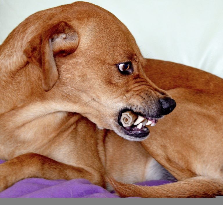 Knurren geht ja gaaarnicht!! Oder? SIRIUS + HEDWIG